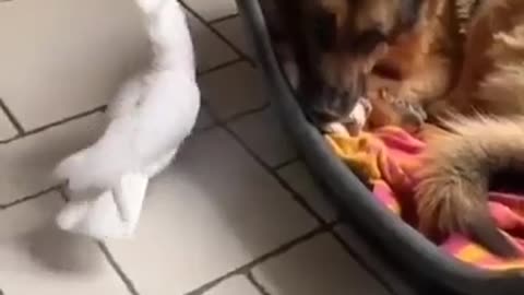 parrot bends the dog