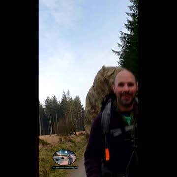 Hiking in a forest. Pushing on.