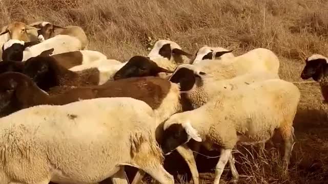 Dogs Controlling The Movement Of A A Flock Of Sheep