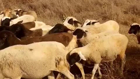 Dogs Controlling The Movement Of A A Flock Of Sheep