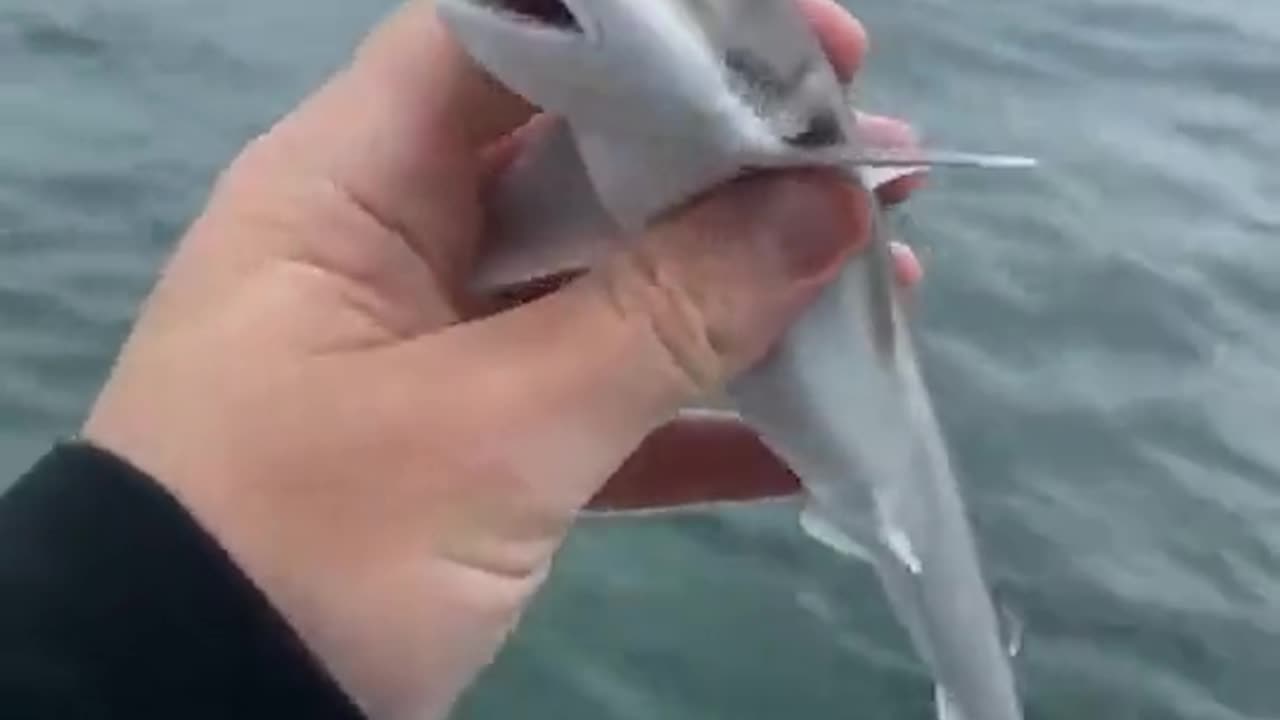 Baby Shark