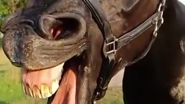 Funny horse 😁😁😁video