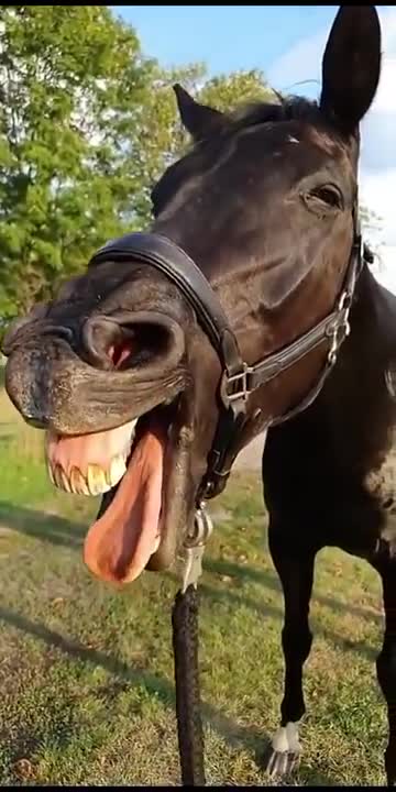 Funny horse 😁😁😁video
