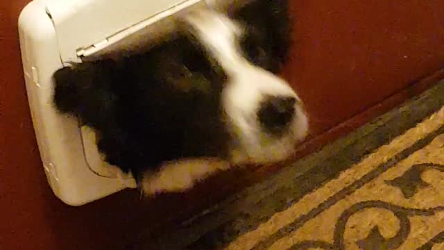 Goofy Dog Uses Cat’s Door To Play A Game With The Spray Bottle