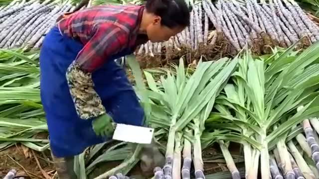 Best sugar harvesting