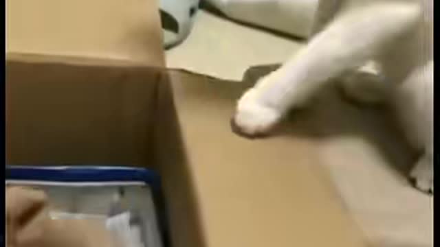 Gato engraçado 😁😁😁