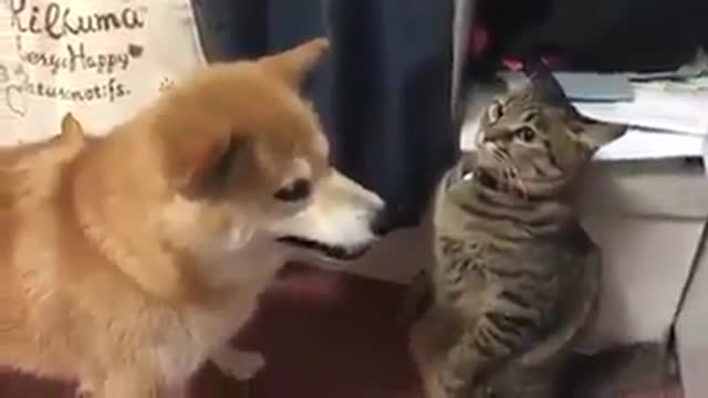 Dog dog dog dog dog
