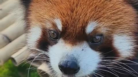 Red Panda