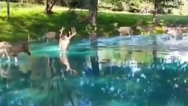 Nature deer