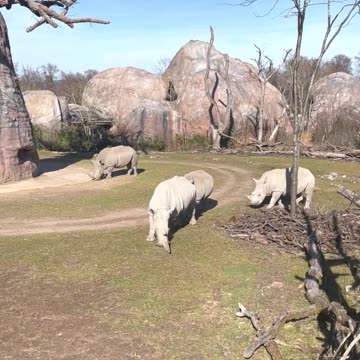 how leisurely white rhino are 悠闲自得白犀牛