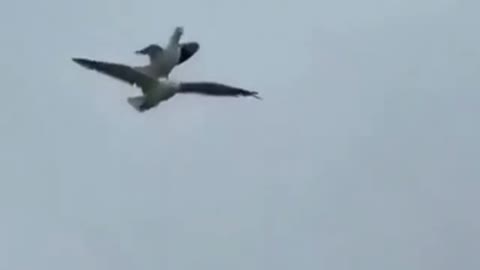 Bird RIDES another Bird