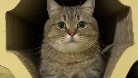 Cute cat crying