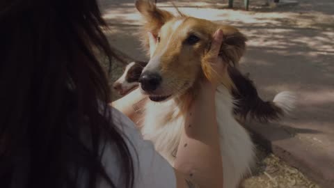 A girl petting a collie dog in the park