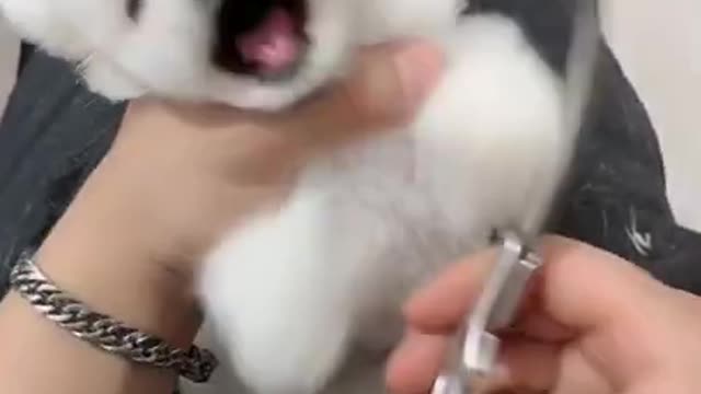 Angry Pomeranian Boo Dog Funny TikTok Videos