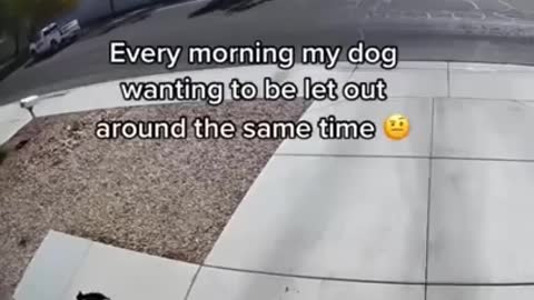 Sometimes i think my dog is so funny