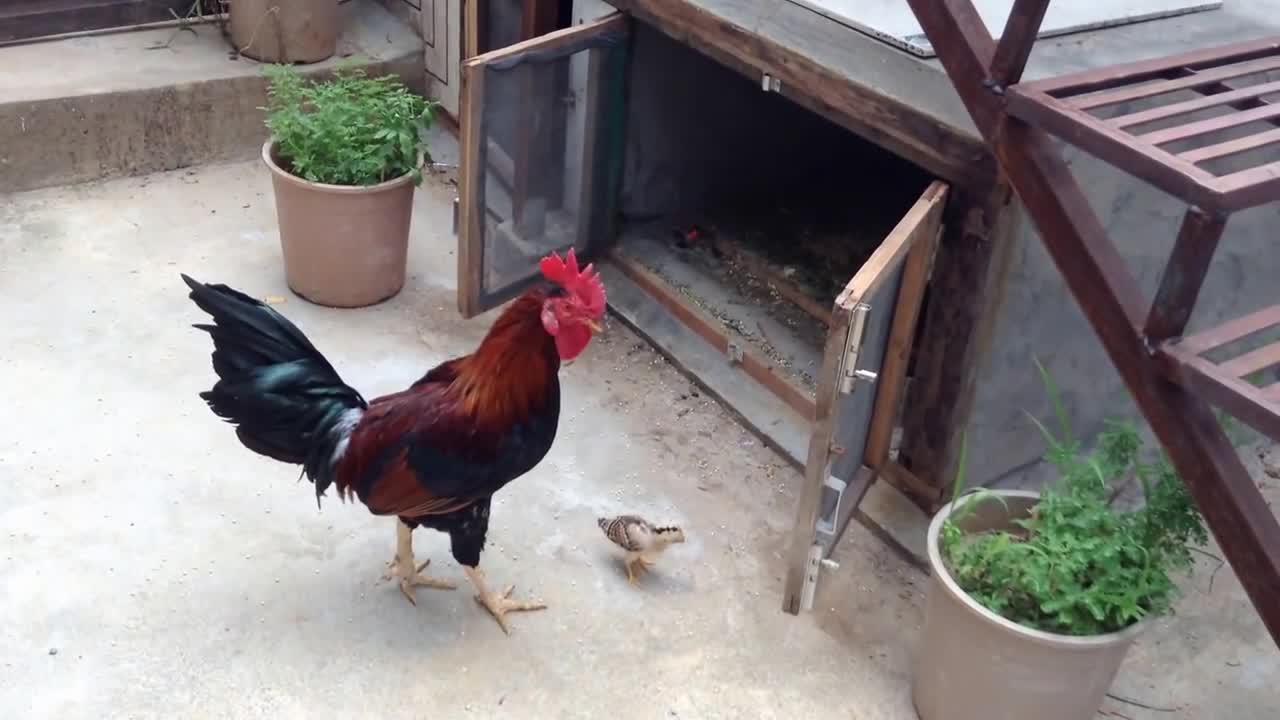 Cute And Funny Rooster And Chick.