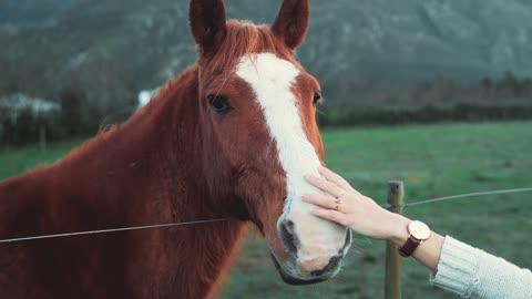 Most popular horse