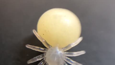 Not Quite a Spiderling Yet