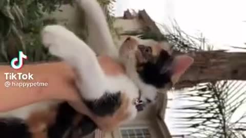 A Pineapple CAT | Funny cats videos 2021 | funniest videos with cats