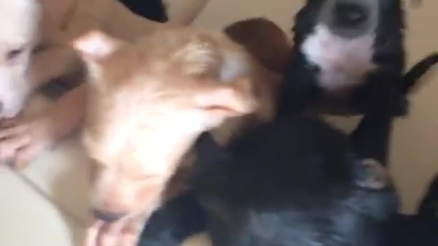 Puppies are really unhappy about getting a bath