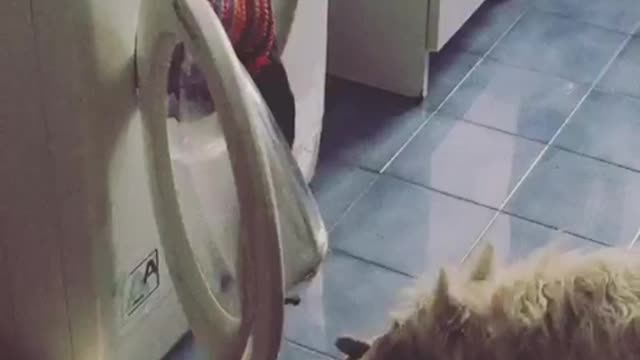 White scruffy dog pulls toy out from washing machine