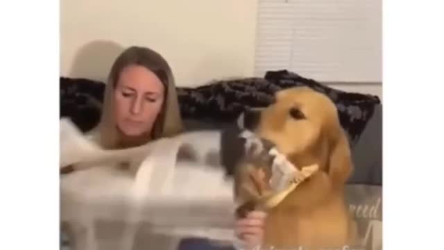 Just a dog eating a newspaper