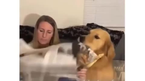 Just a dog eating a newspaper