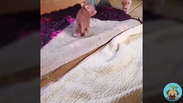 My pet is so cute