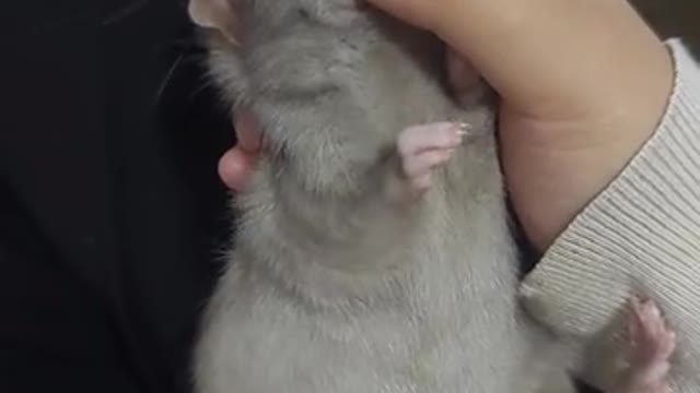 cute little mouse