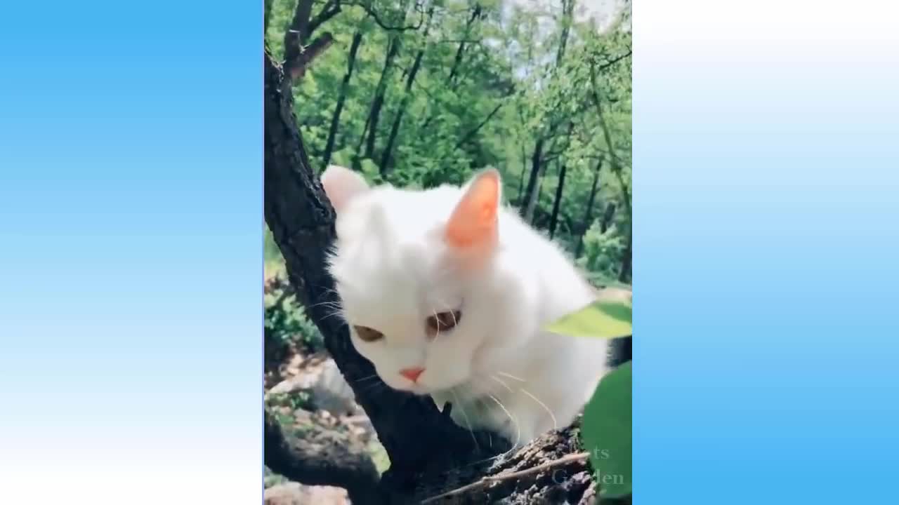 TRY NOT TO LAUGH | Endearing, Funny Pets & Animals Compilation #91