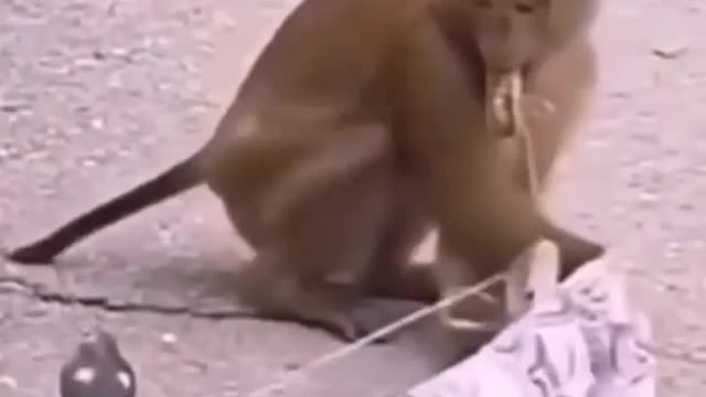 Monkey is shocked?