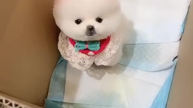Cute dog video !! Funny dog vi deo Baby Dogs - Cute and Funny Dog Videos Compilation