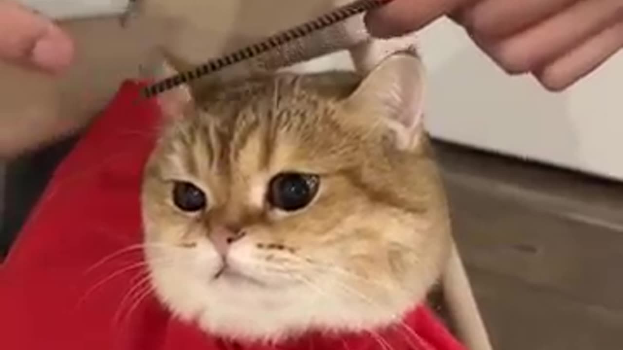 A cute cat gets her hair cut at the hairdresser