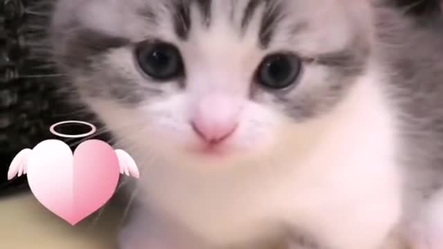 Cute little kitten 2021