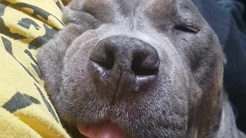 Pitbull snores while sleeping