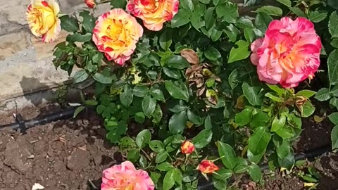Colorful roses