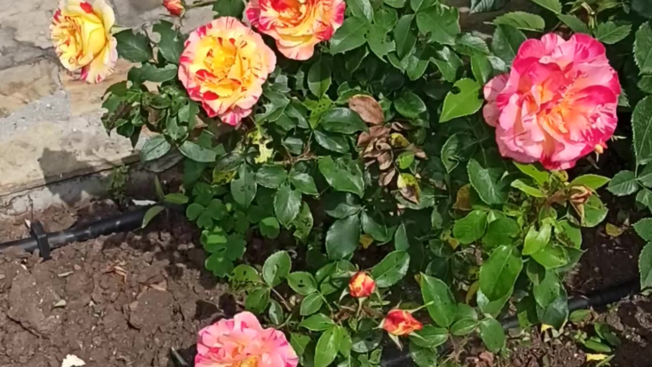 Colorful roses