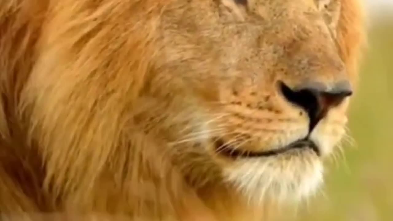 LION VIDEO