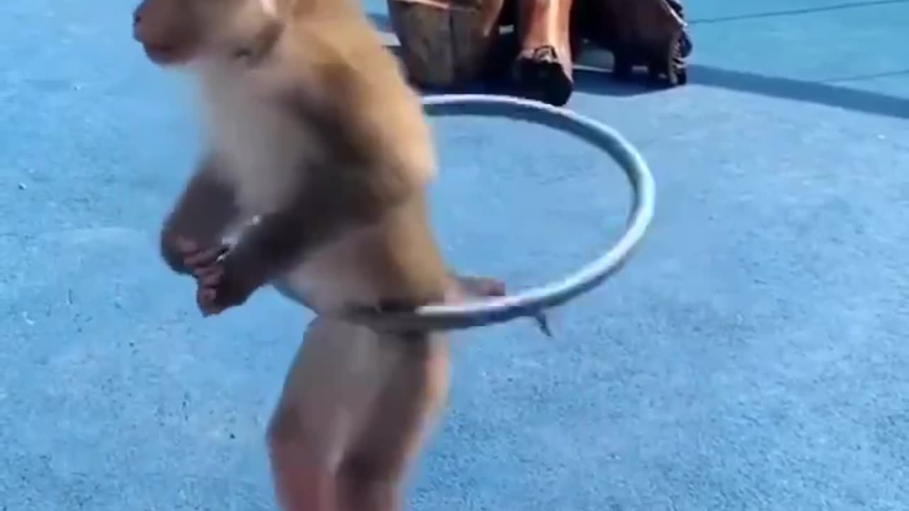 Bravoo 🐵😃😃😃♥️