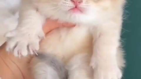 Cat funny video must watch