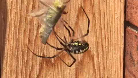 Spider Wrapping up His Meal