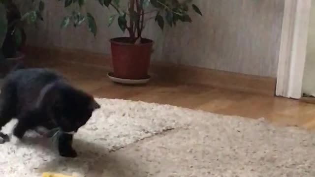 Cute cat plays with a belt