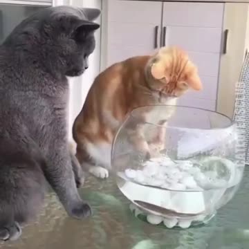 Hey don’t even think about this fish