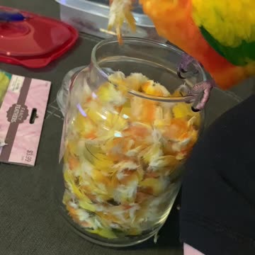 Parrot accidentally wears his feather as a hat
