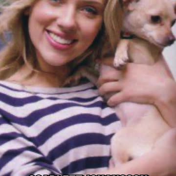 Hollywood’s Smallest Secret: The Chihuahua