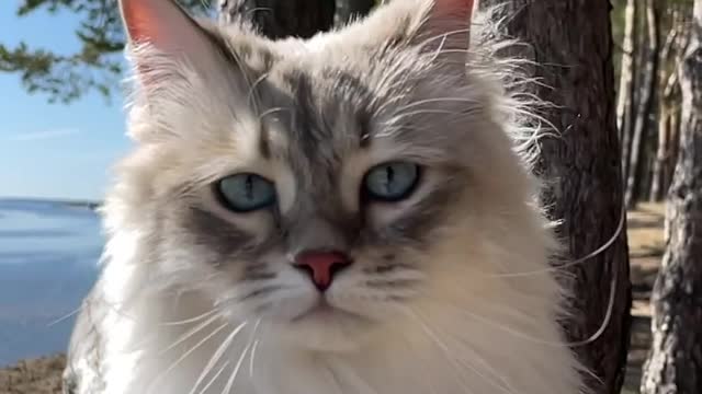 cute cat