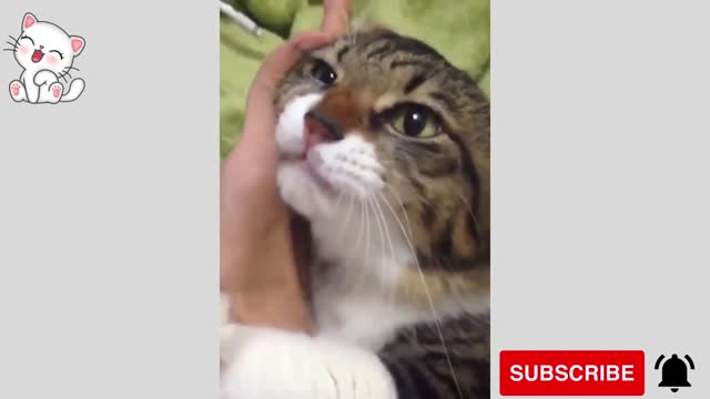 Amazing Pets Funny Compilations.