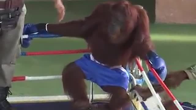 πππVery Funny & Skillful Monkeysπππ