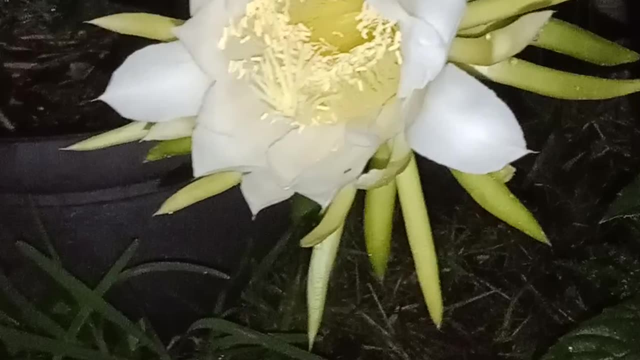 Giant Dragon Fruit Flower 7-15-24 10pm