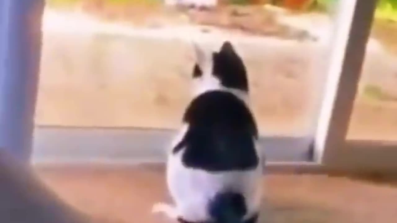 Amazing funny video by dog and cat.